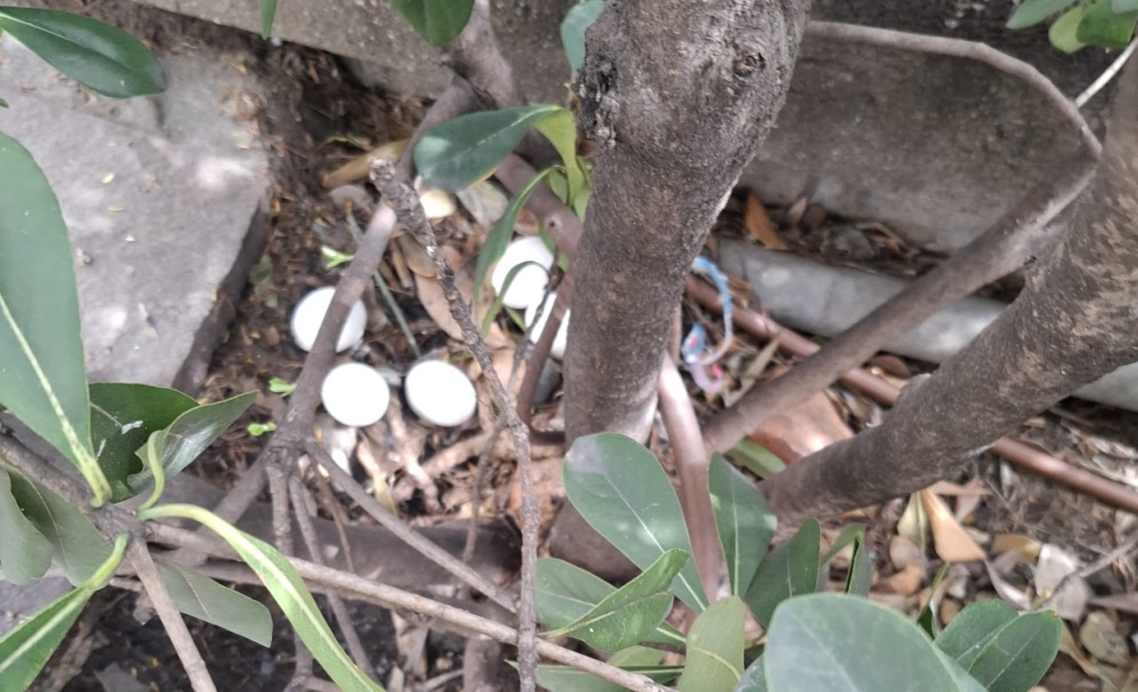 Cinque uova trovate su un marciapiede di Corso Inglesi: chi può salvare i pulcini?