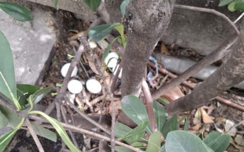 Cinque uova trovate su un marciapiede di Corso Inglesi: chi può salvare i pulcini?