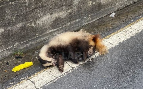 Un tasso investito da un’auto ad Arma di Taggia