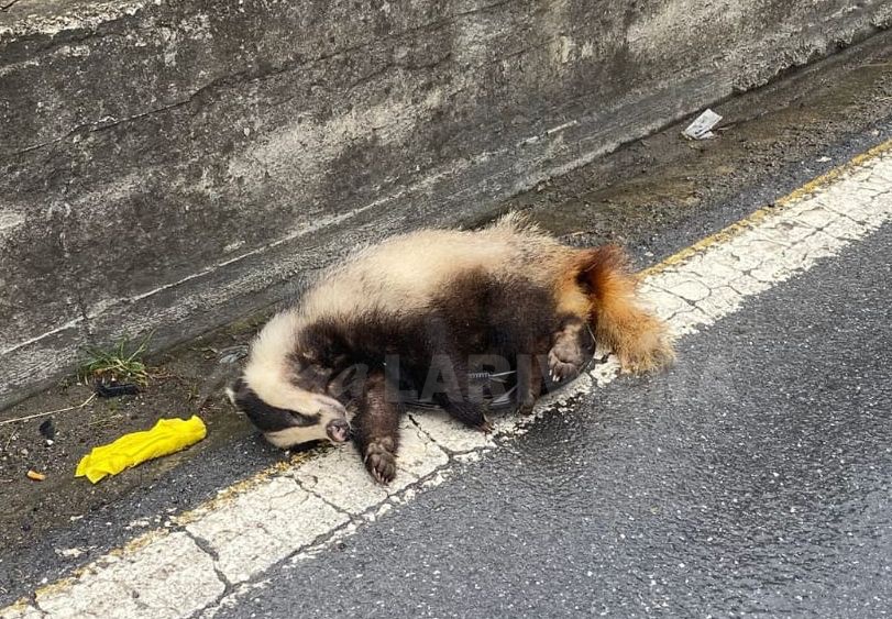 Un tasso investito da un’auto ad Arma di Taggia