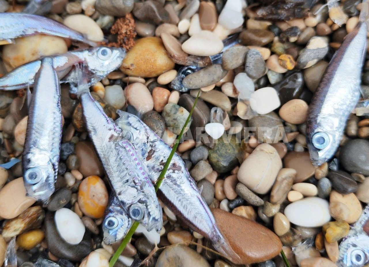 Moria di pesci anomala tra Mentone e Roquebrune