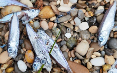 Moria di pesci anomala tra Mentone e Roquebrune