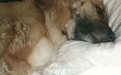 Raccolta fondi per salvare Amy, cagnolina morsa da una vipera