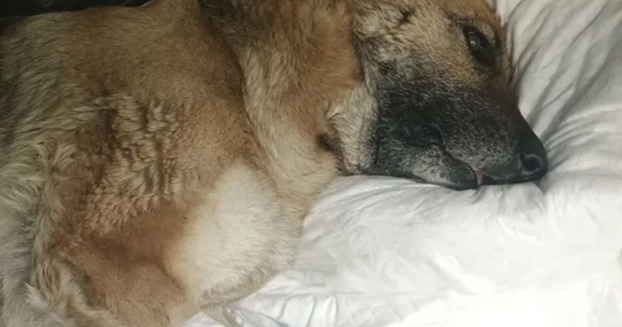 Raccolta fondi per salvare Amy, cagnolina morsa da una vipera