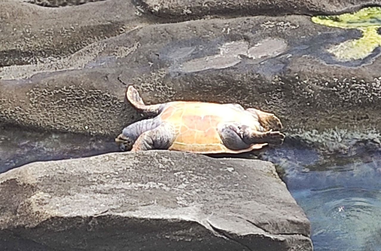 Tartaruga spiaggiata sugli scogli di Sant’Ampelio: decesso accertato