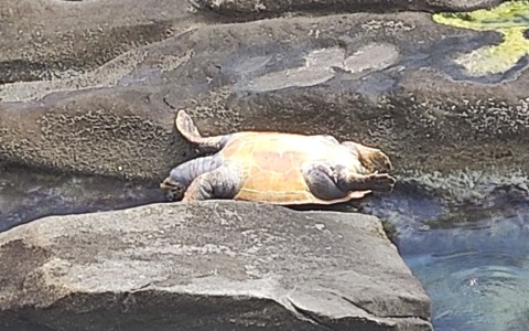 Tartaruga spiaggiata sugli scogli di Sant’Ampelio: decesso accertato