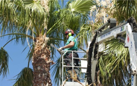 Corso Mombello di Sanremo chiuso al traffico dalle 7 per potatura delle palme