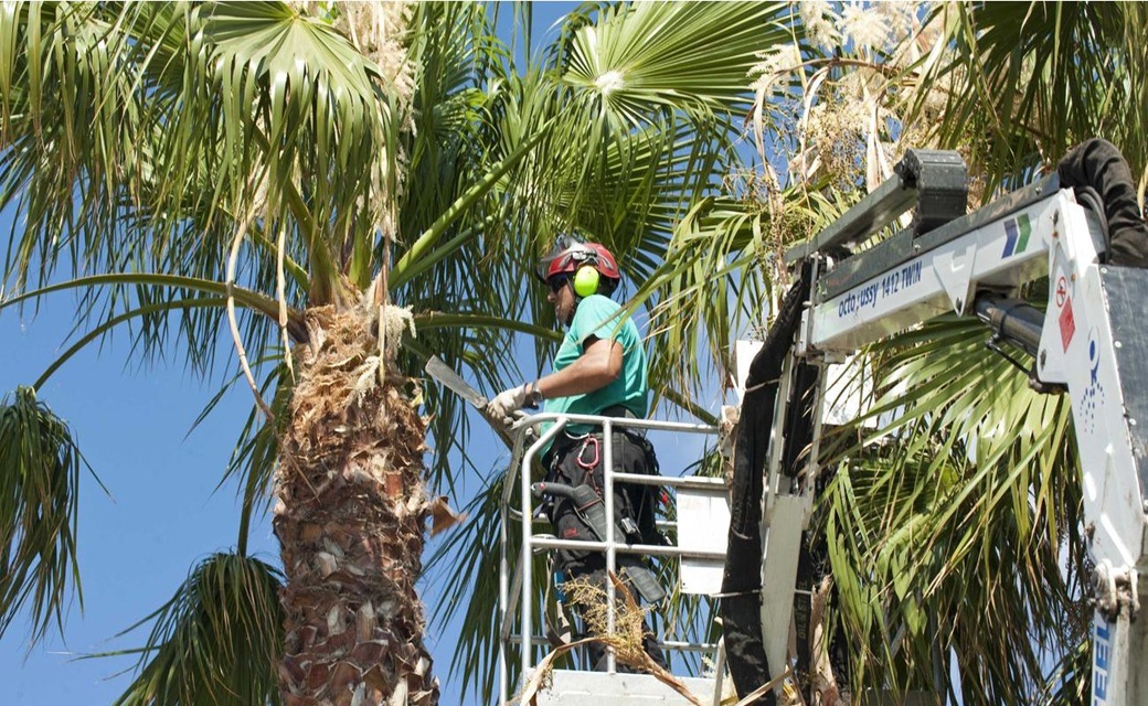 Corso Mombello di Sanremo chiuso al traffico dalle 7 per potatura delle palme