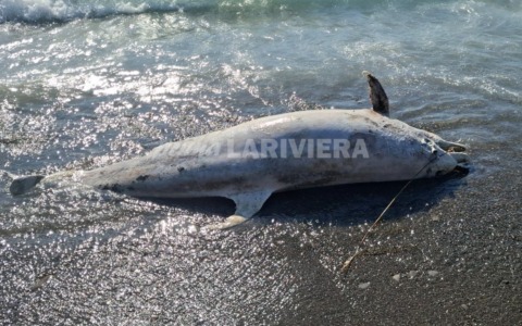 Intervento della Capitaneria di Porto per un delfino spiaggiato a Ospedaletti