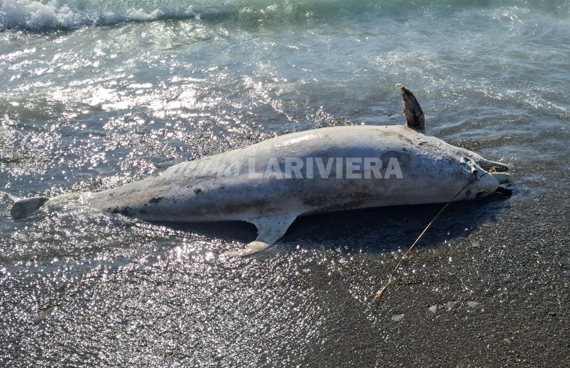 Intervento della Capitaneria di Porto per un delfino spiaggiato a Ospedaletti
