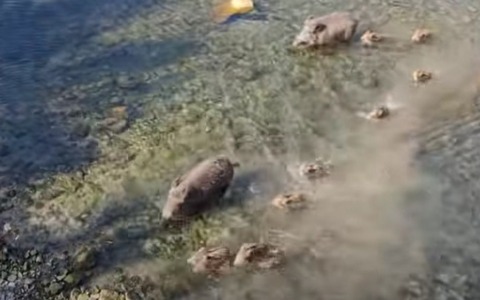 Una famiglia di 13 cinghiali attraversa il torrente a Imperia