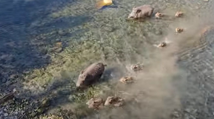 Una famiglia di 13 cinghiali attraversa il torrente a Imperia