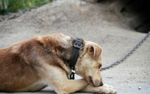 Cane trovato morto legato sul terrazzo sotto il sole