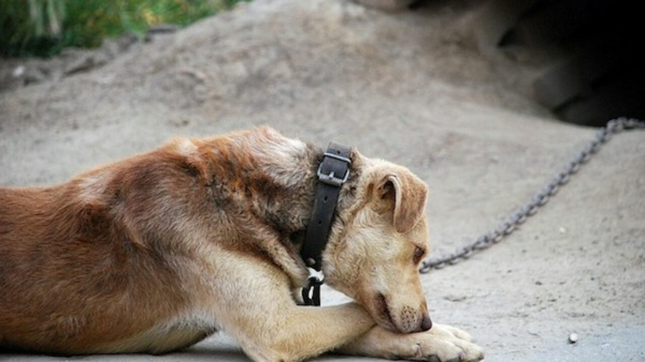 Cane trovato morto legato sul terrazzo sotto il sole
