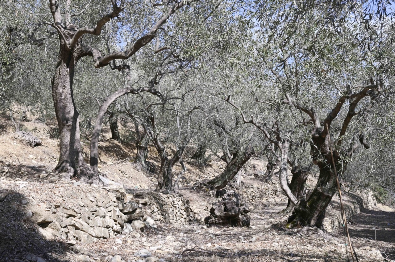 Contributi per agricoltura ligure: approvato il primo elenco per danni da siccità