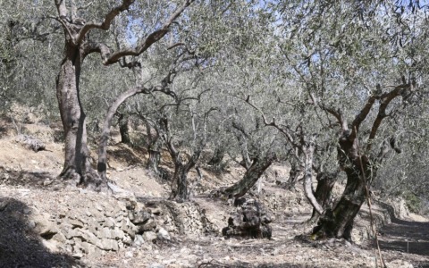 Contributi per agricoltura ligure: approvato il primo elenco per danni da siccità