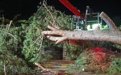 Crollo di un albero a Ventimiglia: Di Muro annuncia abbattimenti programmati