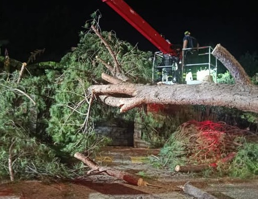 Crollo di un albero a Ventimiglia: Di Muro annuncia abbattimenti programmati