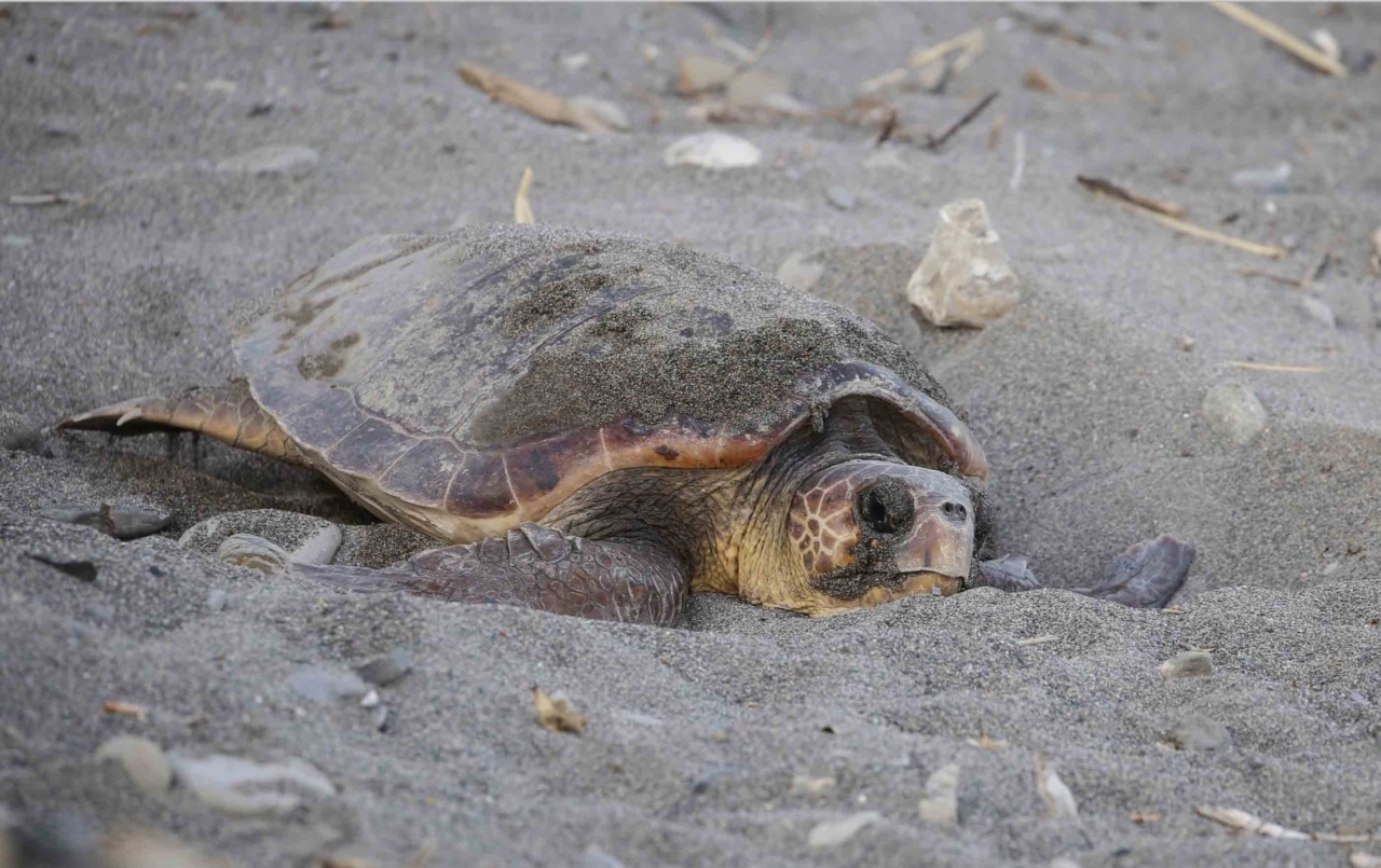 Oltre 100 volontari per la sorveglianza delle tartarughe marine nel Ponente ligure