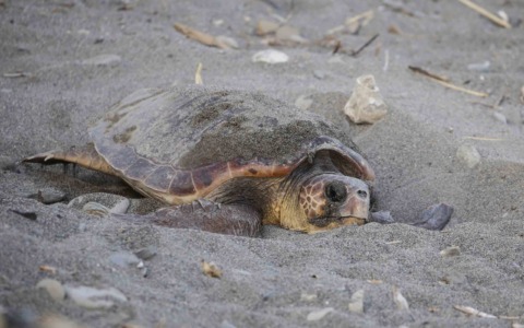 Oltre 100 volontari per la sorveglianza delle tartarughe marine nel Ponente ligure