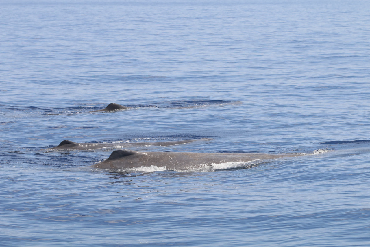 Un avvistamento straordinario nel Santuario Pelagos