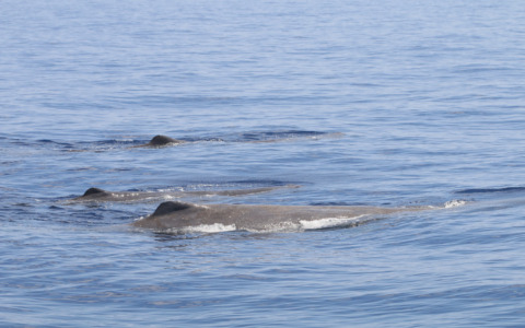 Un avvistamento straordinario nel Santuario Pelagos