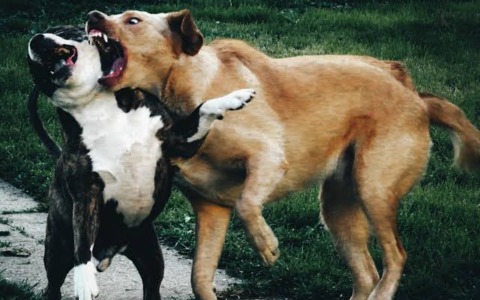 Cane aggredito e ucciso da esemplare più grande, il Comune di Ospedaletti interviene