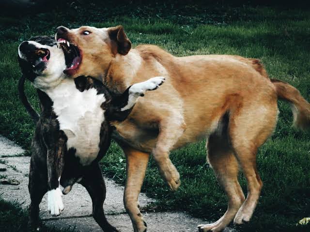 Cane aggredito e ucciso da esemplare più grande, il Comune di Ospedaletti interviene
