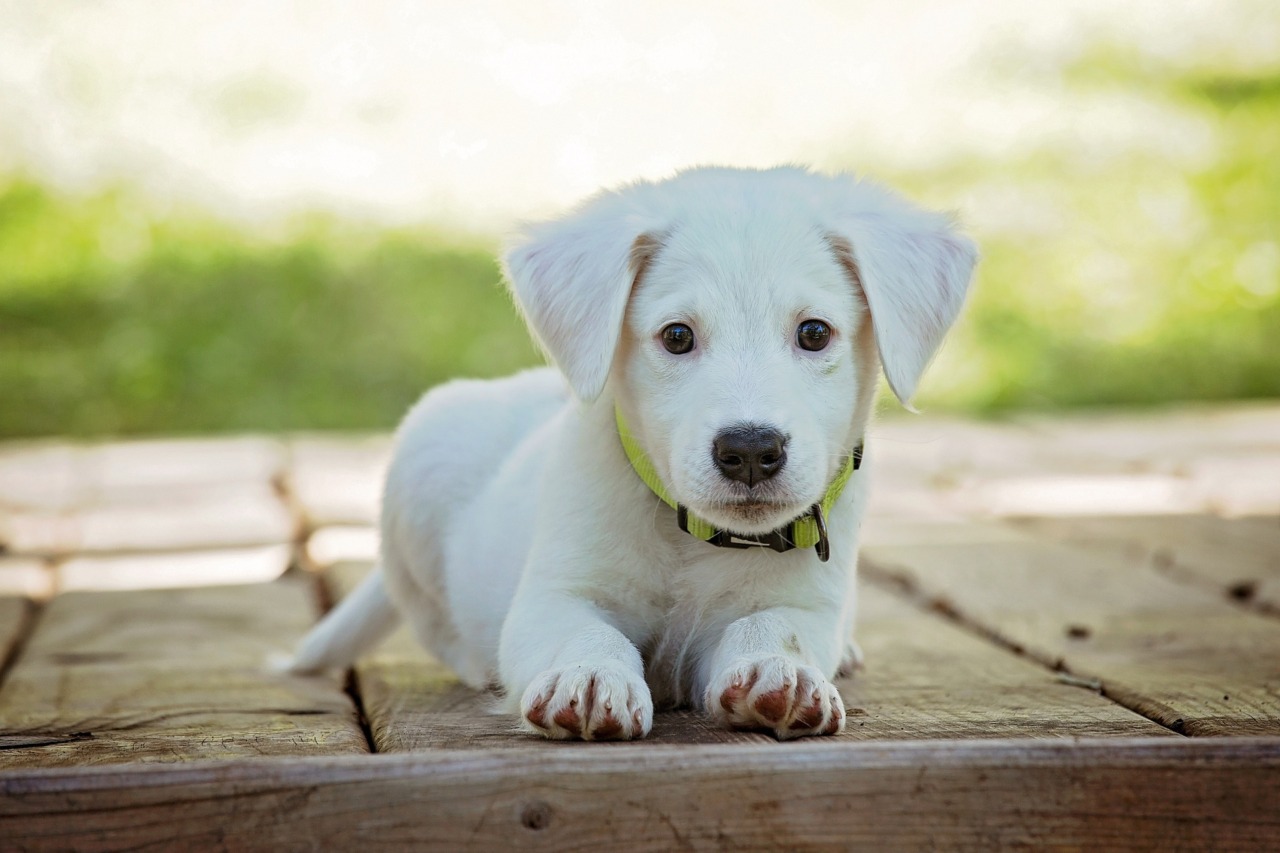 Celebra la Giornata internazionale del cane con La Riviera e OPS Media