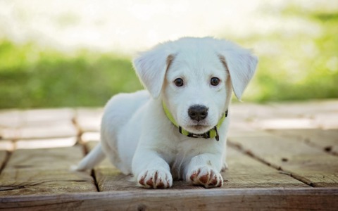 Celebra la Giornata internazionale del cane con La Riviera e OPS Media