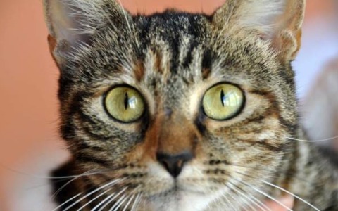 Celebriamo la Giornata Internazionale del gatto: inviateci le vostre foto!