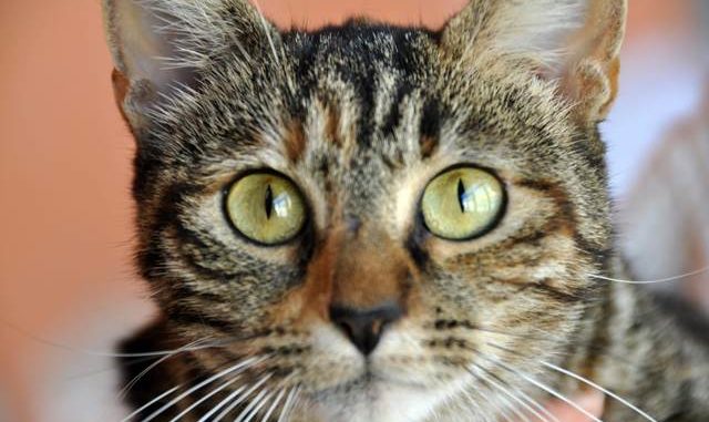 Celebriamo la Giornata Internazionale del gatto: inviateci le vostre foto!