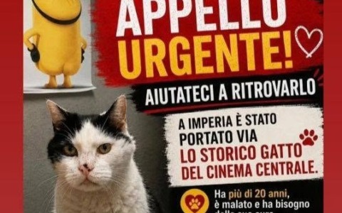 Il drammatico annuncio: “Grazie a tutti per aver cercato Gatto, non serve più”