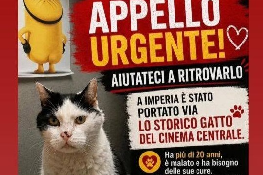Il drammatico annuncio: “Grazie a tutti per aver cercato Gatto, non serve più”