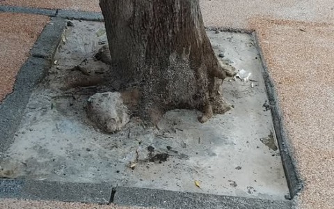 Proteste a Vallecrosia per un albero “cementificato”: intervento del vice sindaco e risposta della ditta