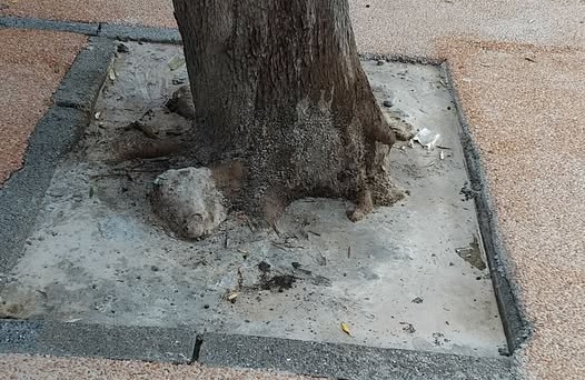 Proteste a Vallecrosia per un albero “cementificato”: intervento del vice sindaco e risposta della ditta
