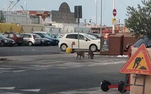 Una donna scappa da cinghiali mentre getta la spazzatura