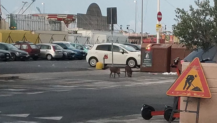 Una donna scappa da cinghiali mentre getta la spazzatura